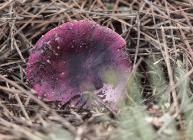 KÜÇÜK YÖNETİCİ MÜZİK ODALARINDA ÇÖZÜLDÜ