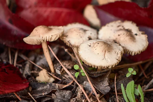 Small Wild Autumn Mushrooms Forest Surrounded Leaves — Stock Photo, Image