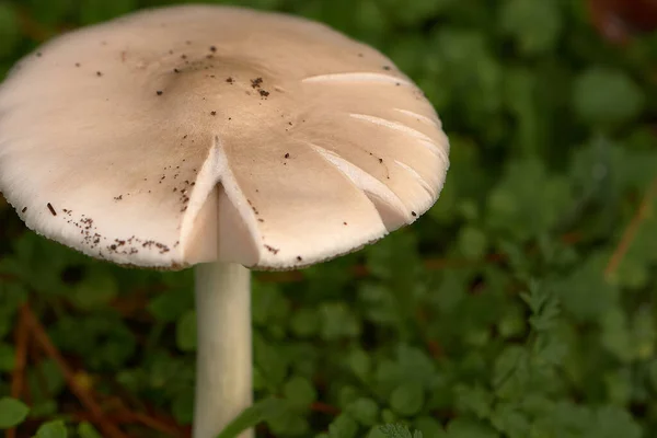 Les Petites Chambres Automatiques Dans Forêt Envers Les Congés — Photo