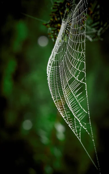 Las Telas Araña Entre Las Ramas Los Árboles Cubiertas Con — Foto de Stock