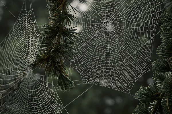 Las Telas Araña Entre Las Ramas Los Árboles Cubiertas Con — Foto de Stock