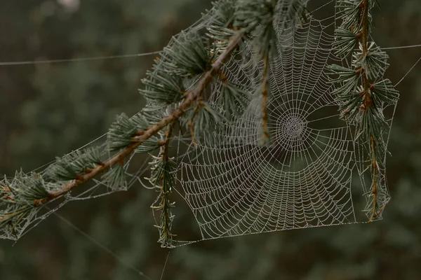 Las Telas Araña Entre Las Ramas Los Árboles Cubiertas Con — Foto de Stock