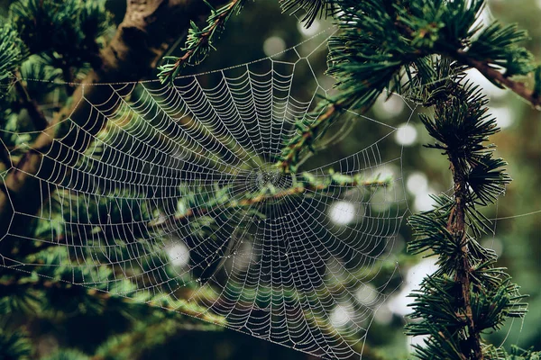 Las Telas Araña Entre Las Ramas Los Árboles Cubiertas Con — Foto de Stock