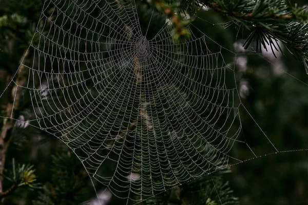 Ağaçların dalları arasındaki örümcek ağları sabah çiğ damlalarıyla kaplı. Bitkileri kaplayan sabah çiği. Doğanın ve bahçenin görüntüsü.