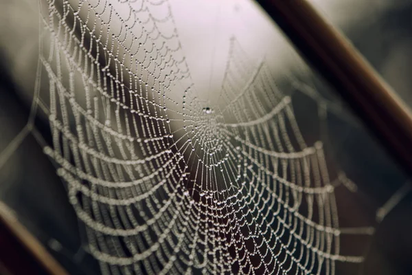 Las Telas Araña Entre Las Ramas Los Árboles Cubiertas Con — Foto de Stock