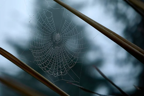 Las Telas Araña Entre Las Ramas Los Árboles Cubiertas Con — Foto de Stock