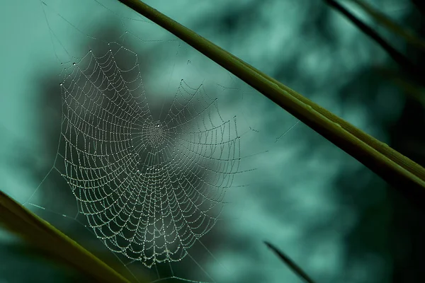 Las Telas Araña Entre Las Ramas Los Árboles Cubiertas Con — Foto de Stock