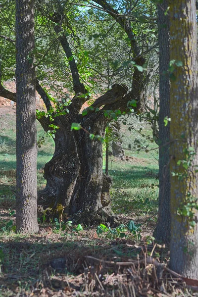 Paisagem Outono Com Pinheiros Troncos Uma Floresta Cena Outono Imagem — Fotografia de Stock