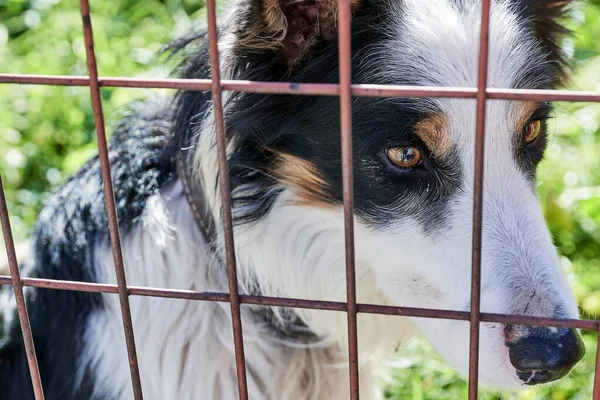 Çitin arkasındaki bir ağılda kilitli siyah, kahverengi ve beyaz bir köpek. Çitin arkasındaki kameraya bakan üç renkli bir köpeğin yakın çekimi..