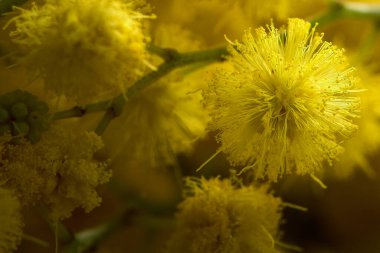 Mimoza ağacının sarı çiçekleri