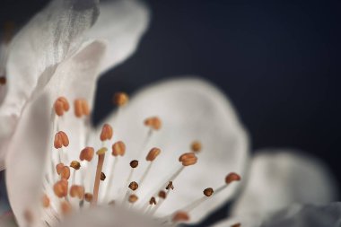 Badem çiçeği makroda görülür. Badem çiçeğinin iç kısmının ayrıntıları..