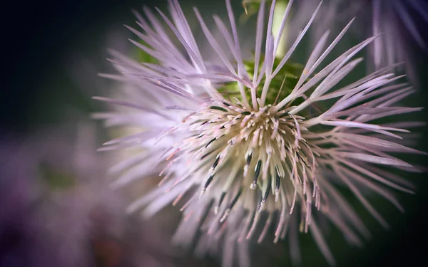 Flor Cardo Rosa Con Espinas Capullo Cardo Violeta Rosa Campo — Foto de Stock