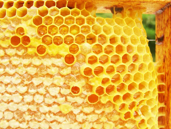 벌 꿀과 매크로 hineycomb — 스톡 사진
