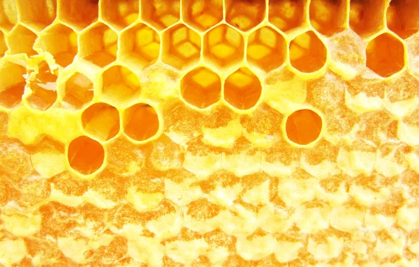 蜂蜜とマクロ hineycomb — ストック写真