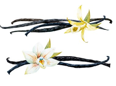 Suluboya vanilya ve orkide