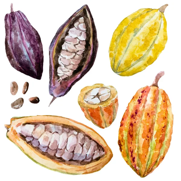 Acuarela granos de cacao — Vector de stock