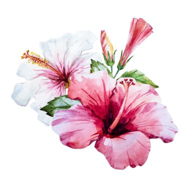 suluboya hibiscus çiçek