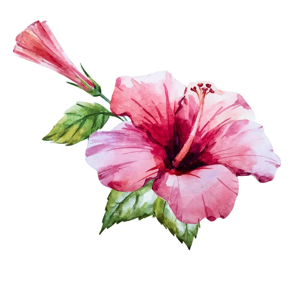 Watercolor hibiscus flower — Stock Vector
