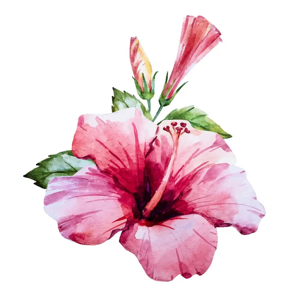 Akvarel hibiscus blomst – Stock-vektor