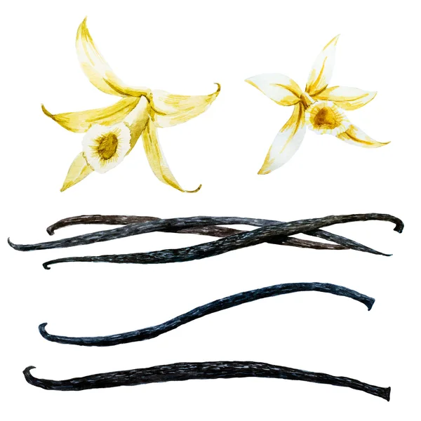 Acquerello baccello di vaniglia e orchidea fiore — Foto Stock