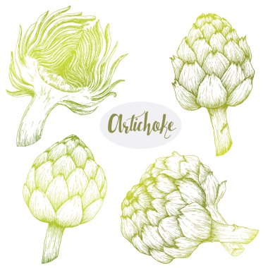 Elle çizilmiş arichoke