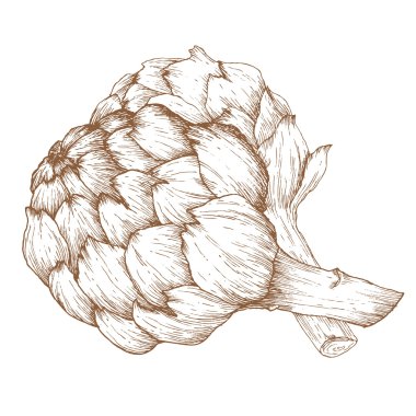 Elle çizilmiş arichoke