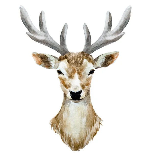 水彩の手描き鹿 — ストック写真