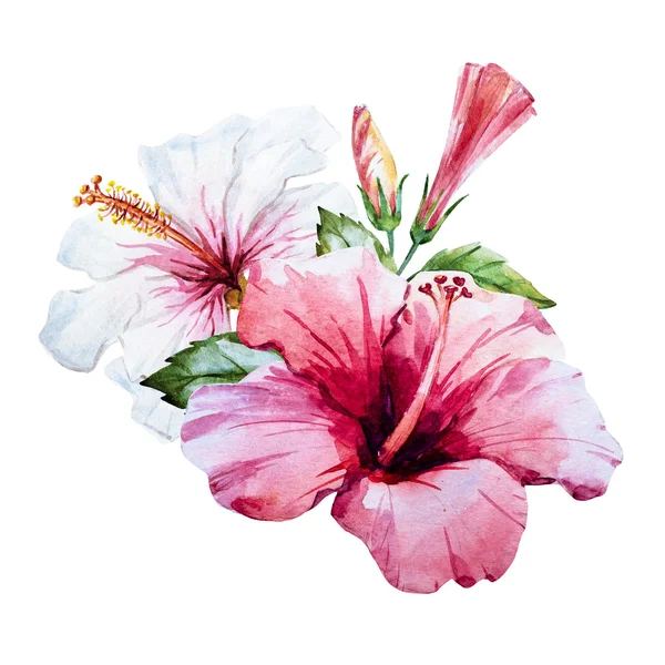 Akvarell hibiscus blomma — Stockfoto