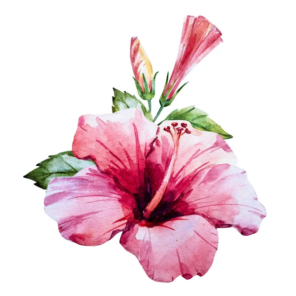 Akvarel hibiscus blomst - Stock-foto