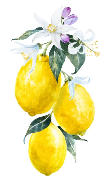 Limones acuarela con flores — Vector de stock