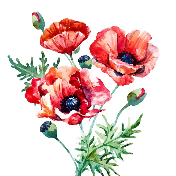 Aquarel poppy samenstelling — Stockvector