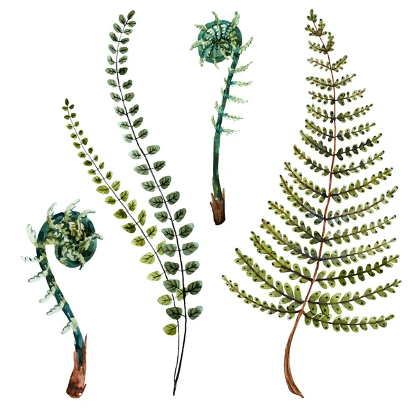 Aquarel fern bladeren — Stockvector