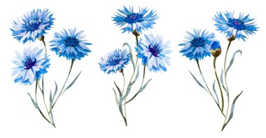 Cornflower watercolor set clipart