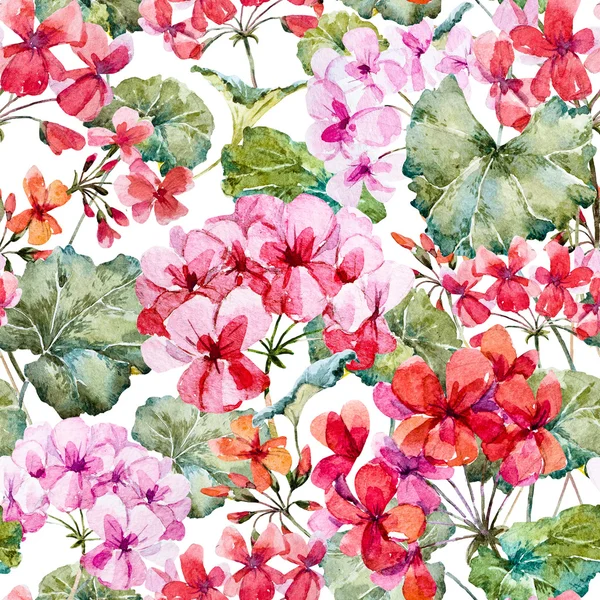 Akvarel, geranium vzor — Stock fotografie