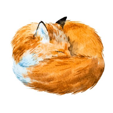 Fox uyku suluboya