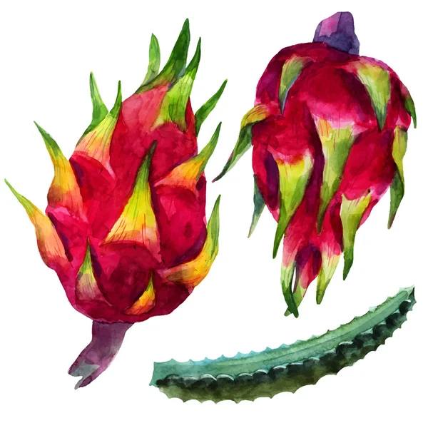 Akwarela pataya dragon kwiat — Wektor stockowy