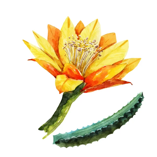 Aquarelle pataya dragon fleur — Image vectorielle