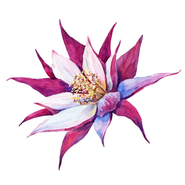 Ακουαρέλα pataya δράκος λουλούδι — Διανυσματικό Αρχείο
