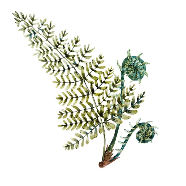 Aquarel fern bladeren — Stockfoto