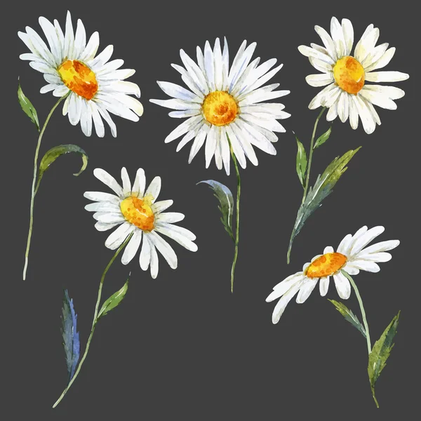 Akvarell daisy készlet — Stock Vector