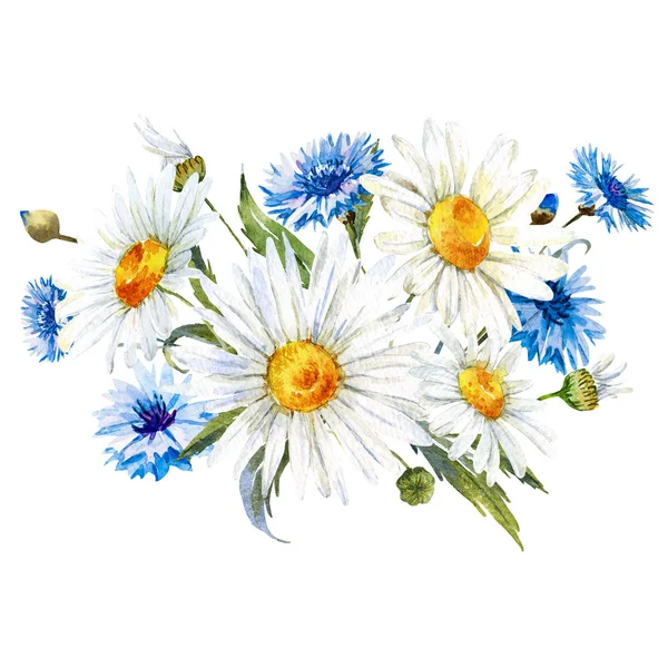 Acquerello composizione fiori selvatici — Foto Stock