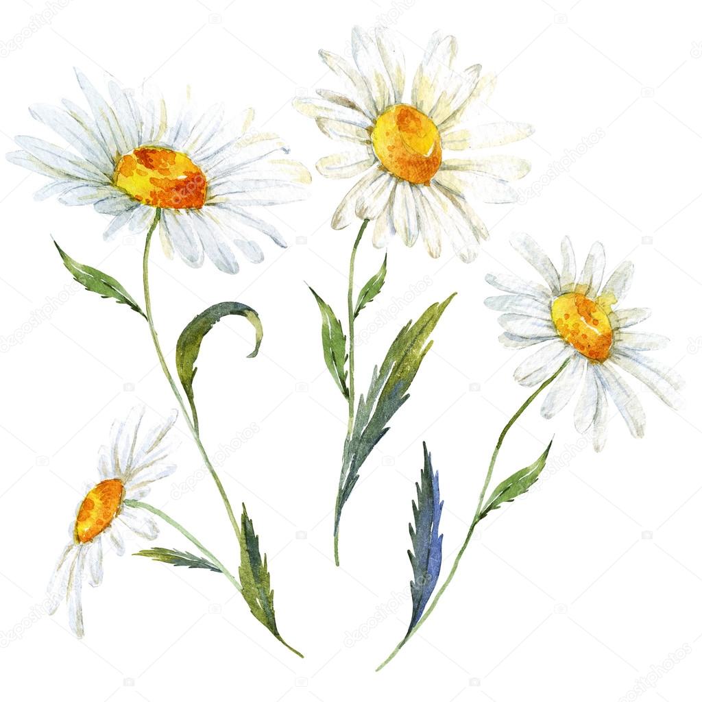 Watercolor daisy set Stock Photo by ©ZeninaAsya 114014170