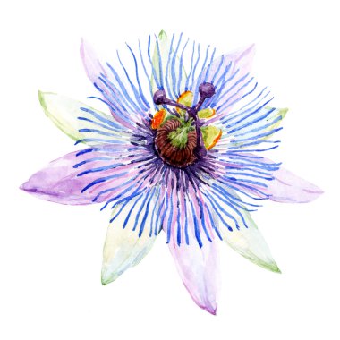 Suluboya tutku çiçek