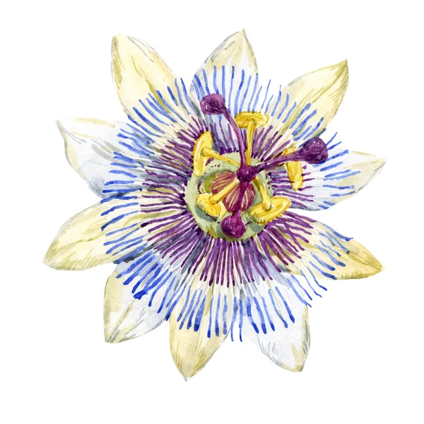 Watercolor passion flower — Stock Photo, Image