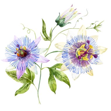 Watercolor passion flower clipart