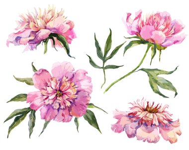 Suluboya vektör peonies