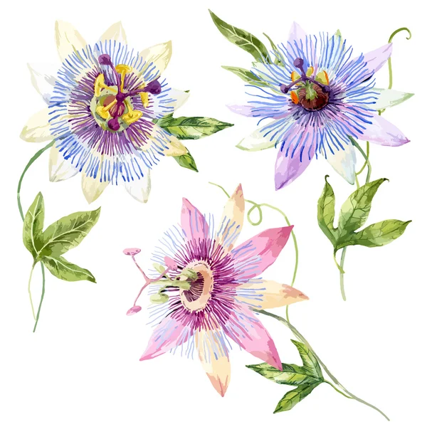 Watercolor passion flower — Stock Vector