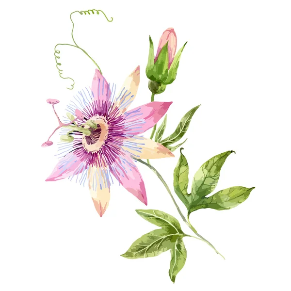 Aquarelle passion fleur — Image vectorielle