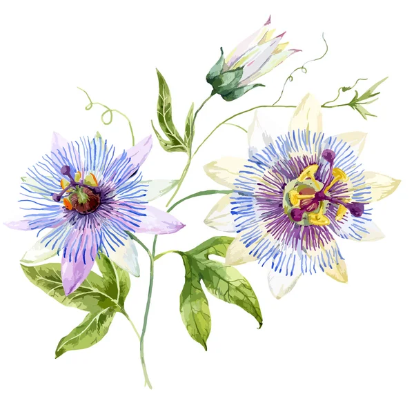 Aquarelle passion fleur — Image vectorielle