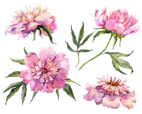 Pivoines vectorielles aquarelle — Image vectorielle